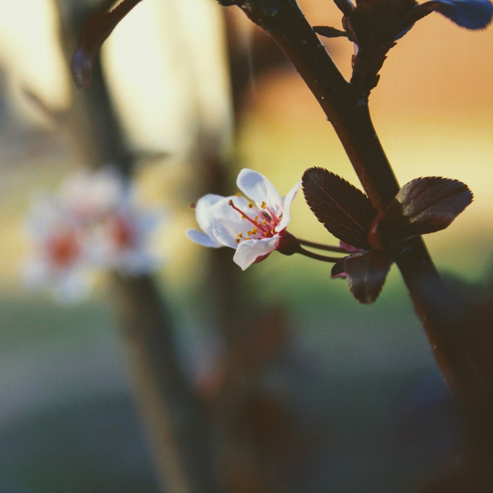 white and pink cherry blossom in bloom during daytime