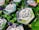 Hexagonal metal tins of face wash are placed on fresh green leaves with purple flowers scattered around. The tins have a marble design with leaf motifs and labels detailing the product as travel care items.