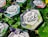 Hexagonal metal tins of face wash are placed on fresh green leaves with purple flowers scattered around. The tins have a marble design with leaf motifs and labels detailing the product as travel care items.