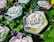 Hexagonal metal tins of face wash are placed on fresh green leaves with purple flowers scattered around. The tins have a marble design with leaf motifs and labels detailing the product as travel care items.