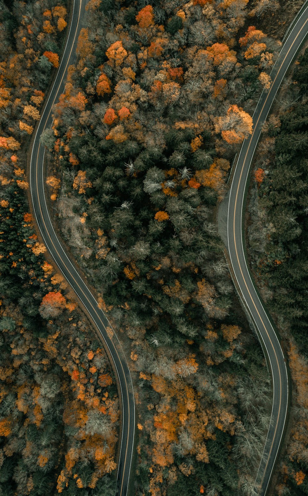 Vue aérienne de la route au milieu des arbres
