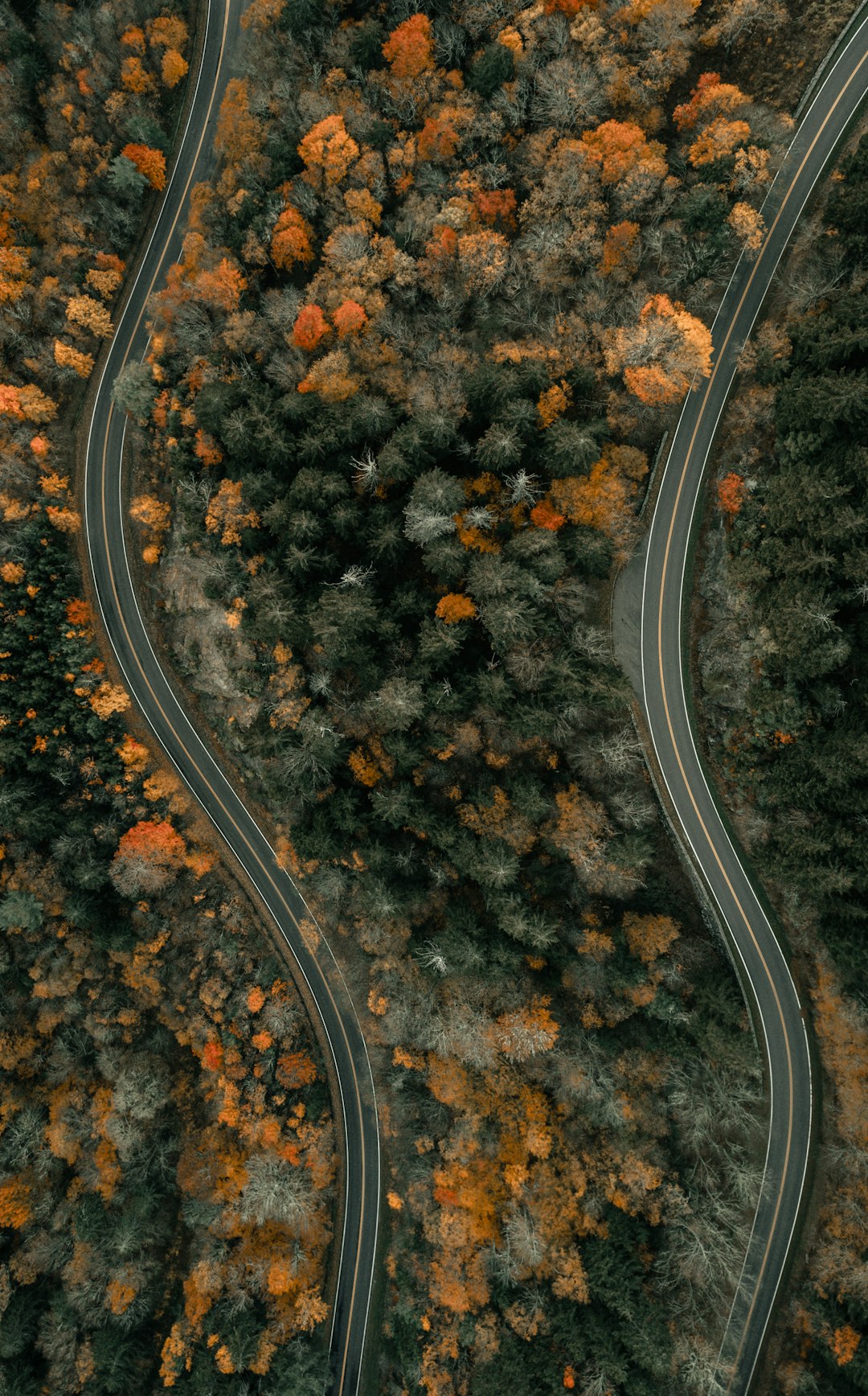 aerial view of road in the middle of trees