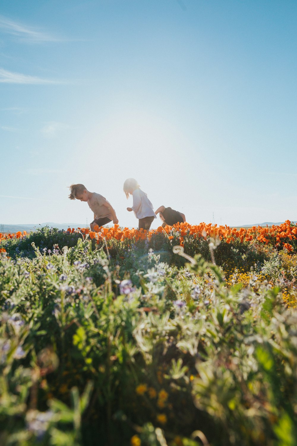 woman in white long sleeve shirt sitting on orange flower field during daytime