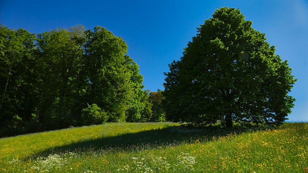 alberi verdi sul campo di erba verde sotto il cielo blu durante il giorno