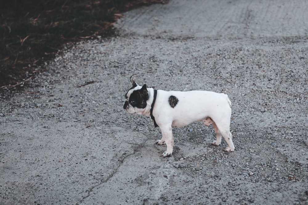 white and black short coated dog on gray concrete floor during daytime