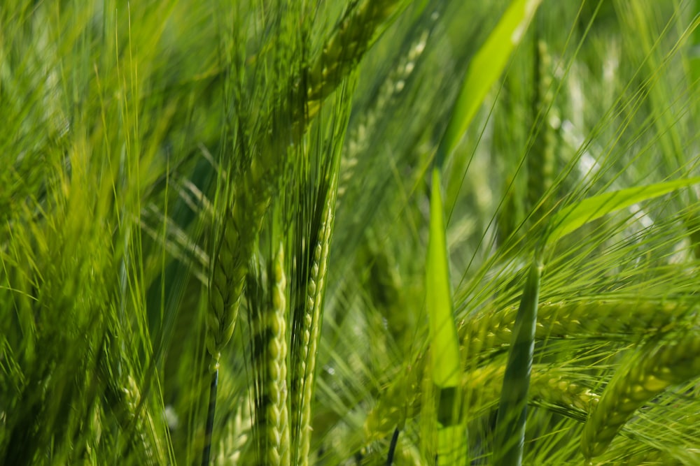 green wheat field during daytime