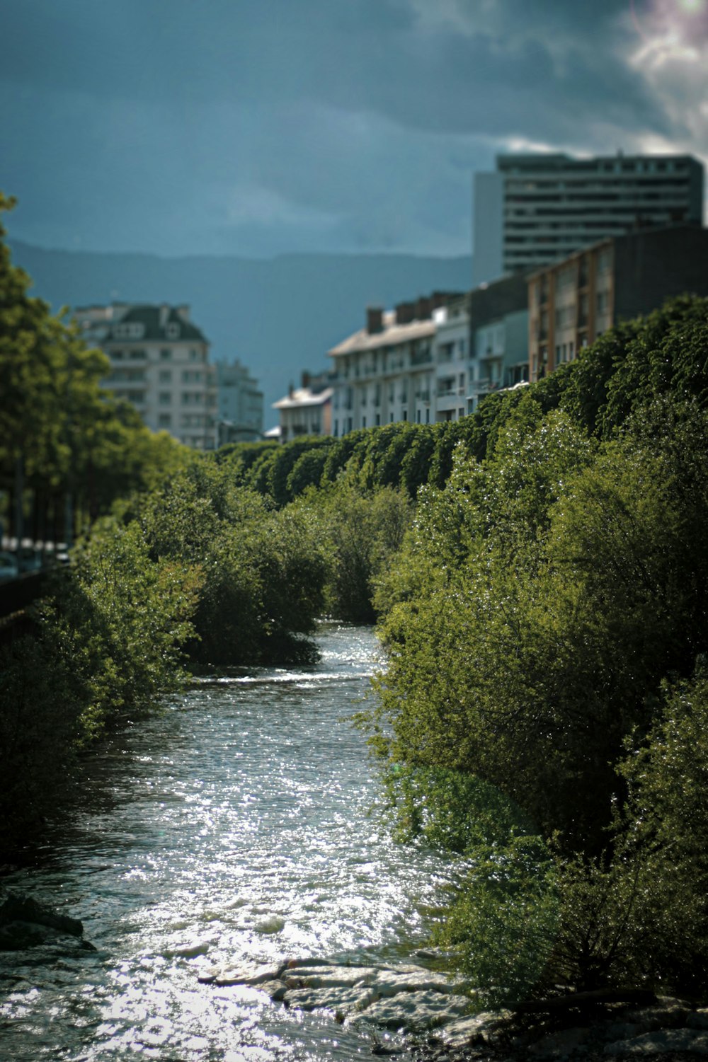 green trees near river during daytime