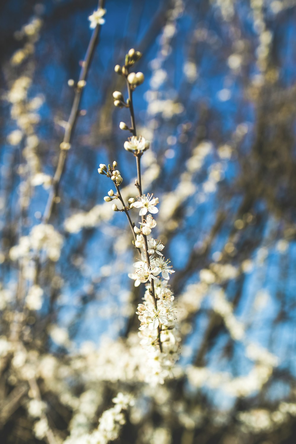 white flower in tilt shift lens