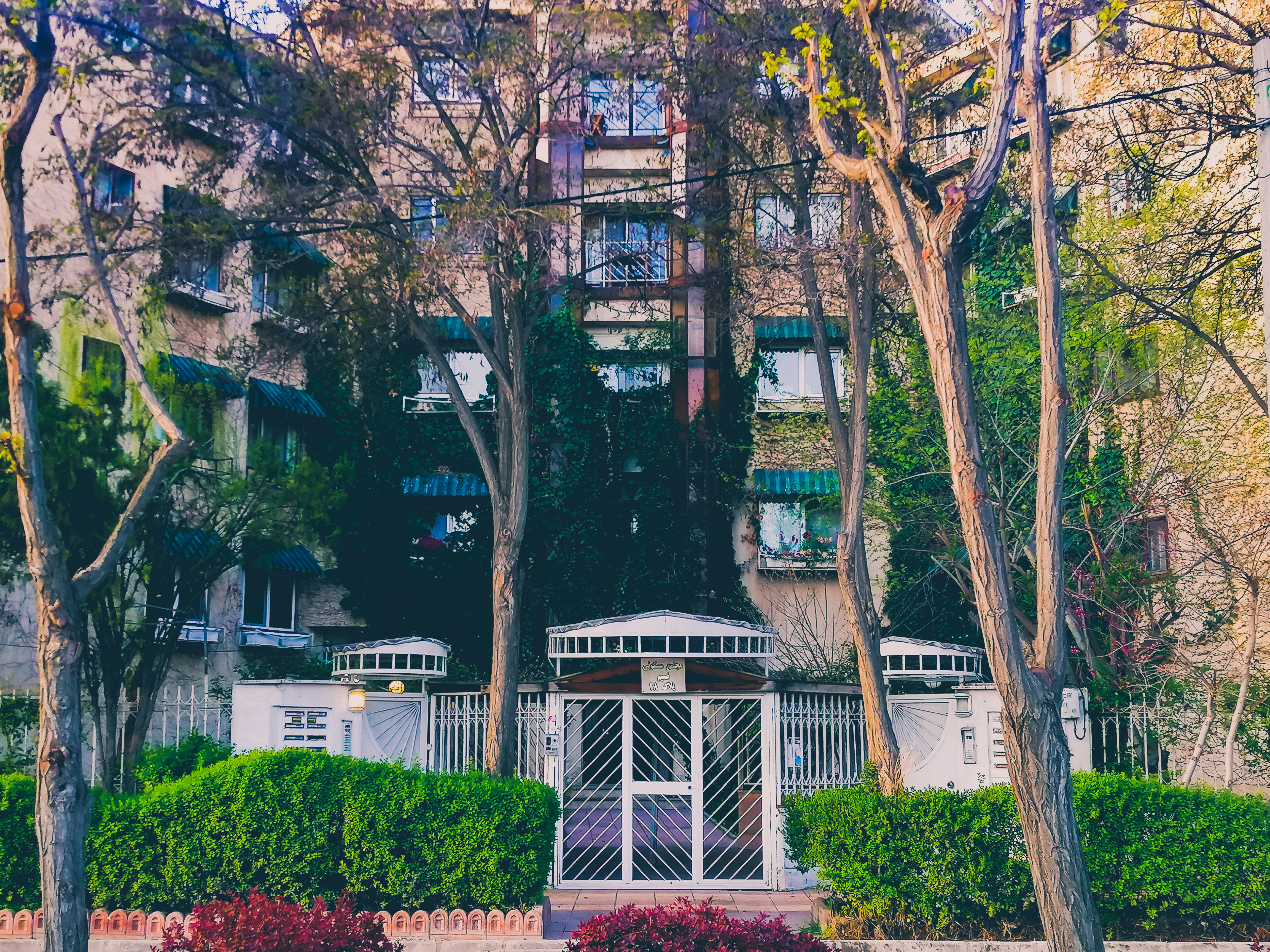 green and brown tree near white concrete building during daytime