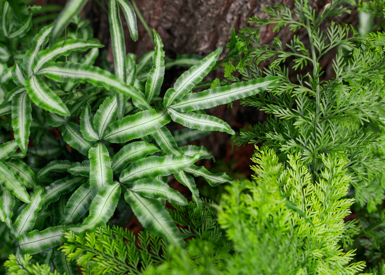 Canon EF 24mm F1.4L II USM sample photo. Green plant on brown photography