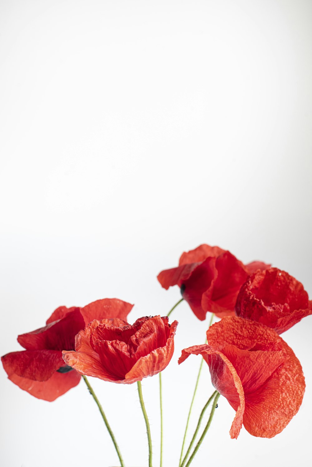 red rose in white background