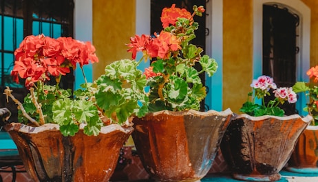 Close-up of colorful ornamental plants arranged in pots.