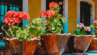 Close-up of colorful ornamental plants arranged in pots.