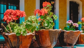 Several ceramic pots with vibrant flowering plants are arranged in a row. The flowers are primarily red and pink, with lush green leaves. The background shows yellow and white columns and windows with decorative grilles.