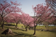 pink leaf tree on green grass field during daytime