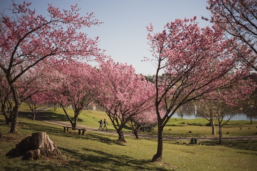 pink leaf tree on green grass field during daytime