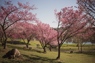 pink leaf tree on green grass field during daytime