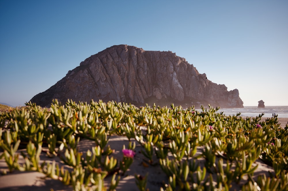 yellow and red flower field near mountain during daytime