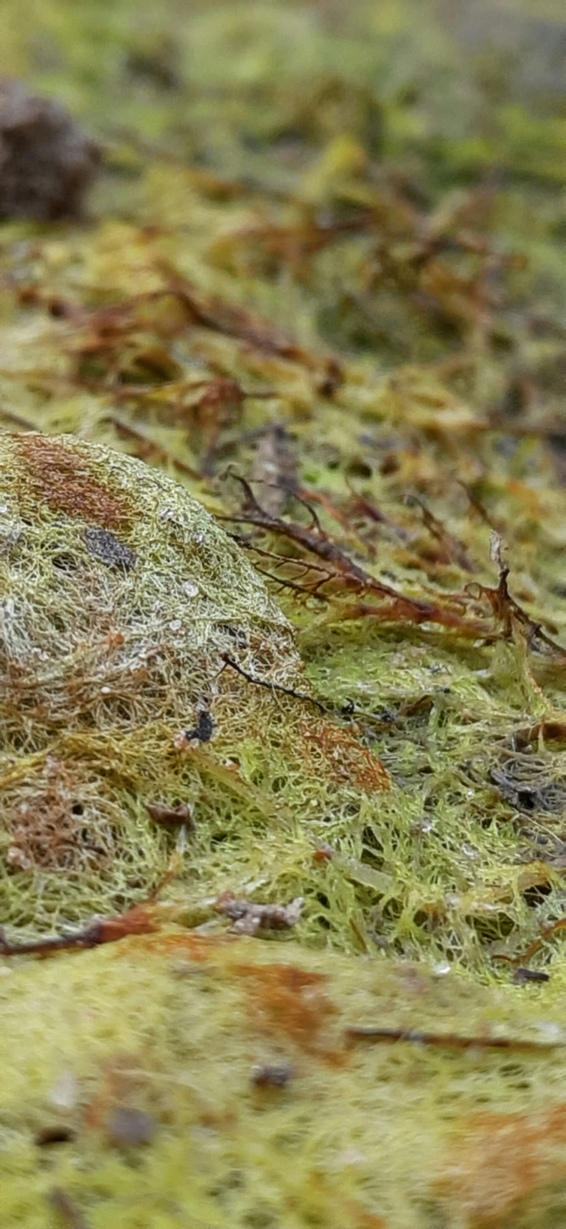 Moss & Lichen Canvas