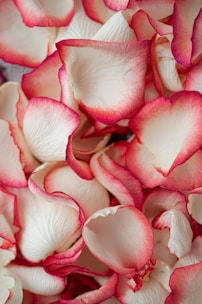 A close-up of red rose petals scattered softly on a silky pink fabric.