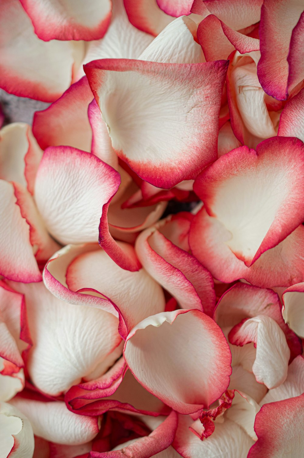 fiore rosa in colpo macro