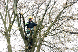 man in blue long sleeve shirt and black pants sitting on tree branch during daytime