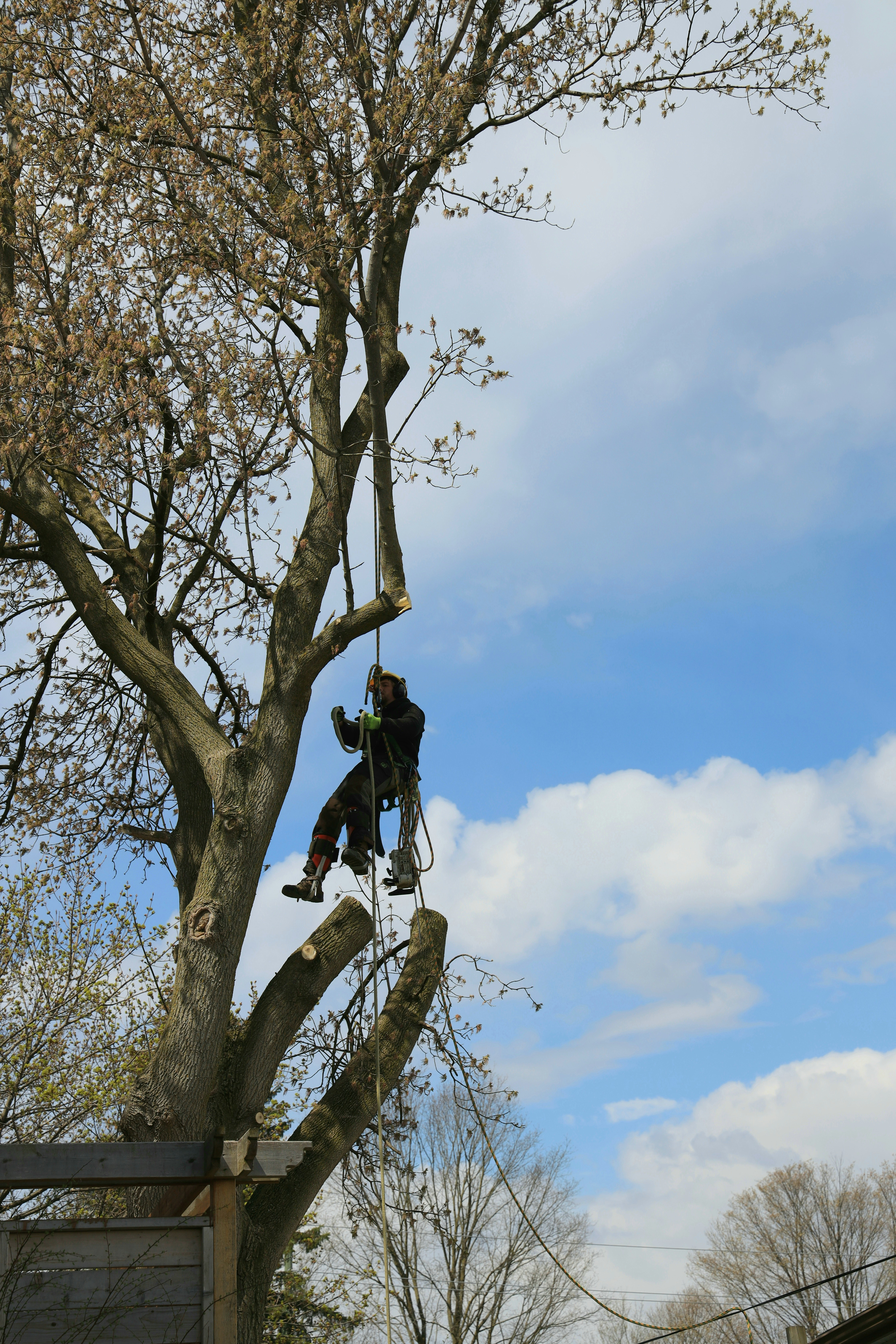 Arborist trimming tall tree branches with blue sky background on a clear day