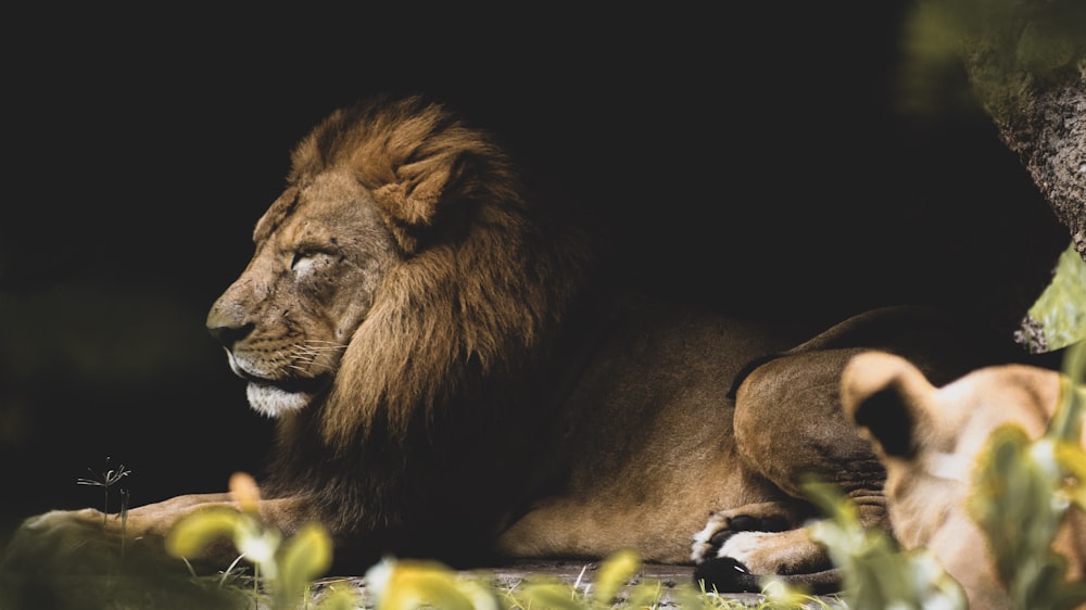 lion lying on green grass