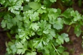 green plant in close up photography
