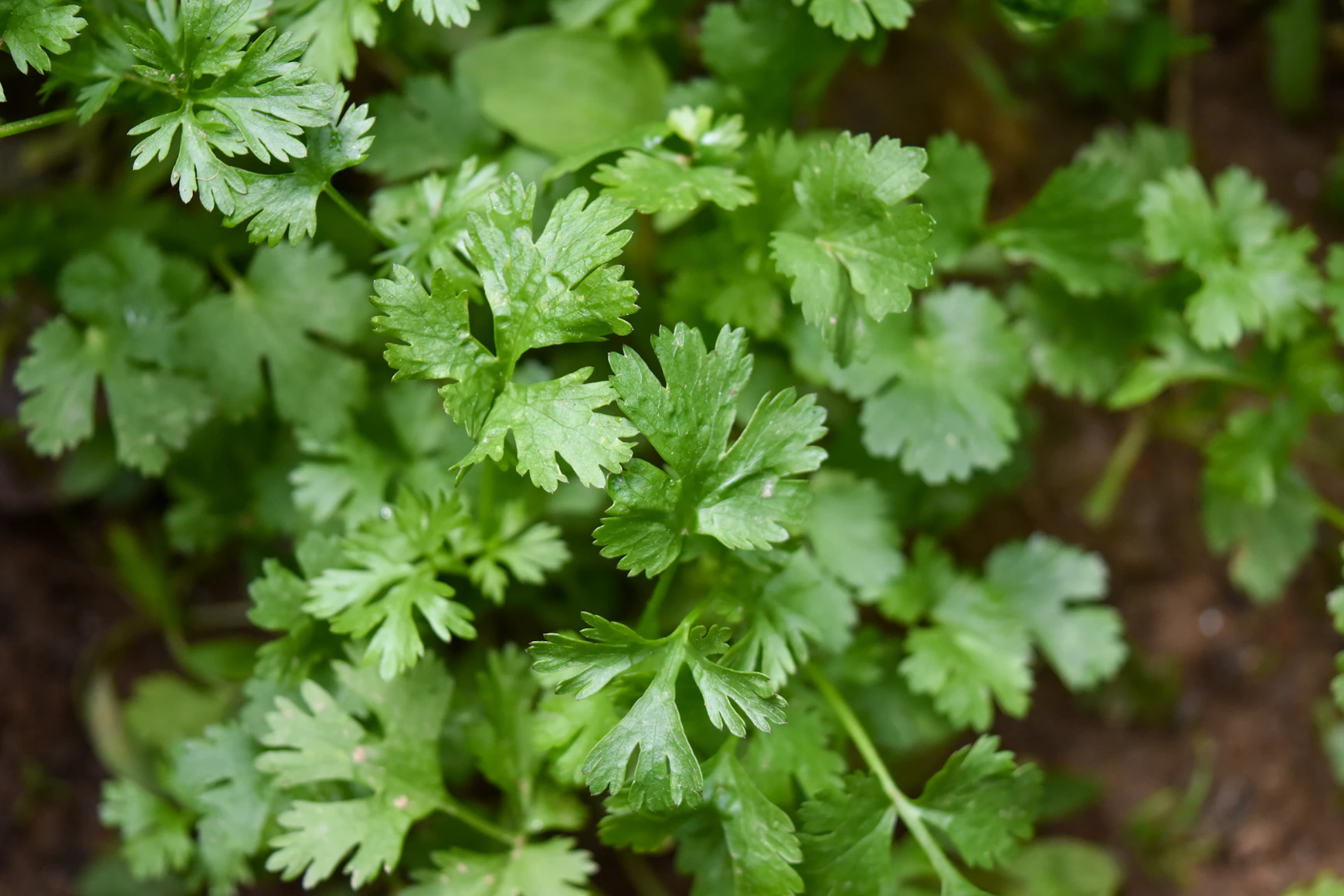 Close-up of coriander
    seedlings showing the central taproot structure