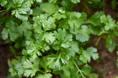 Fresh Coriander (Cilantro)