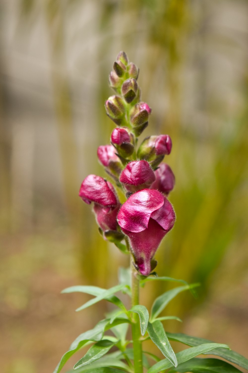 purple flower in tilt shift lens