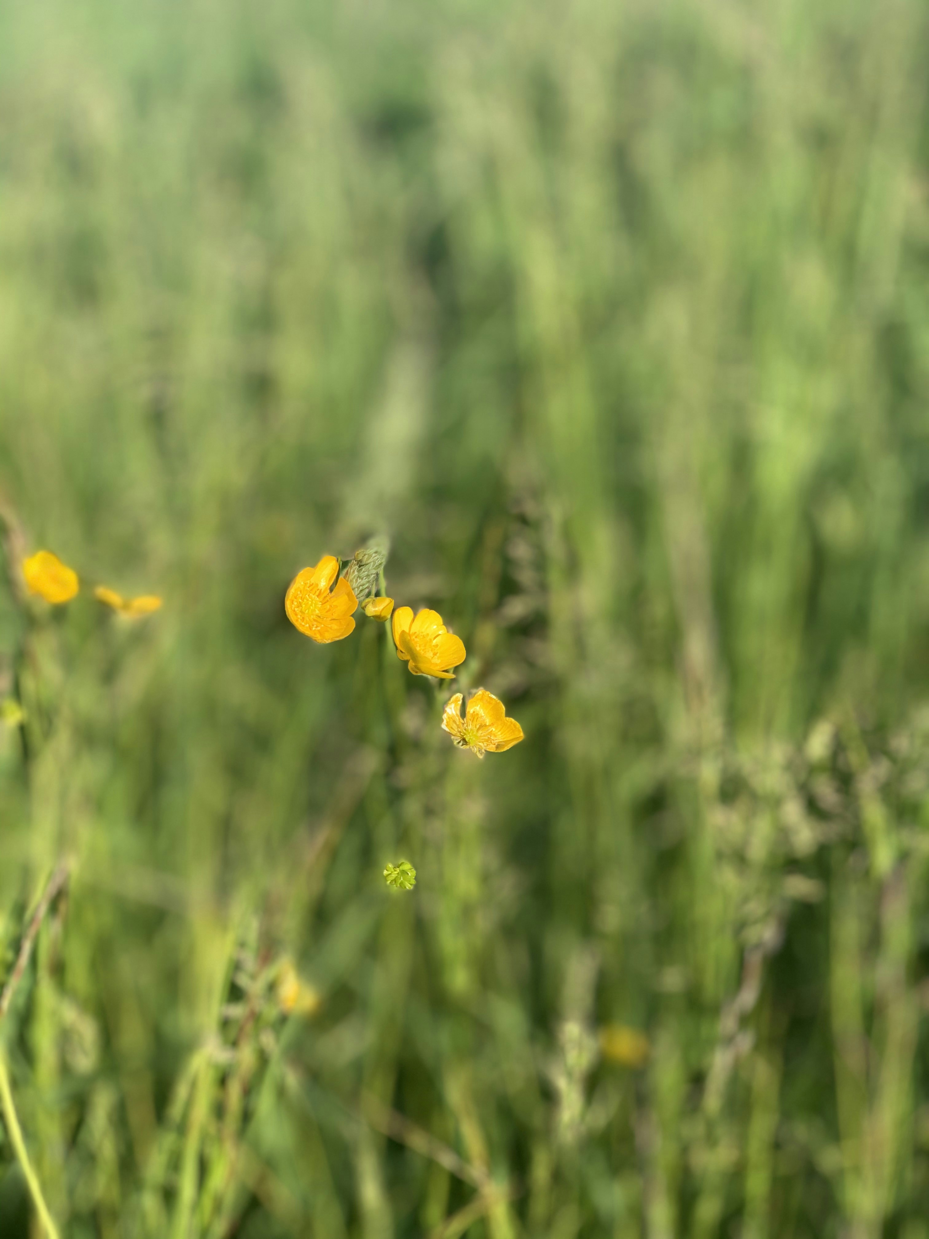 Photo by sabrinapohl1