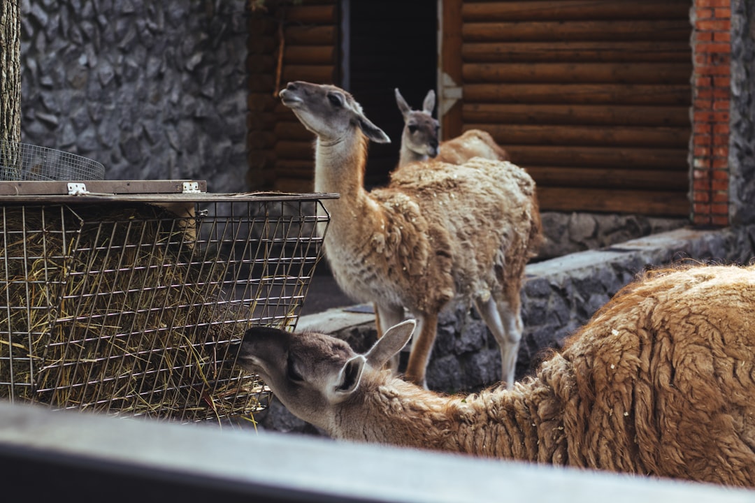 brown and white deer on cage