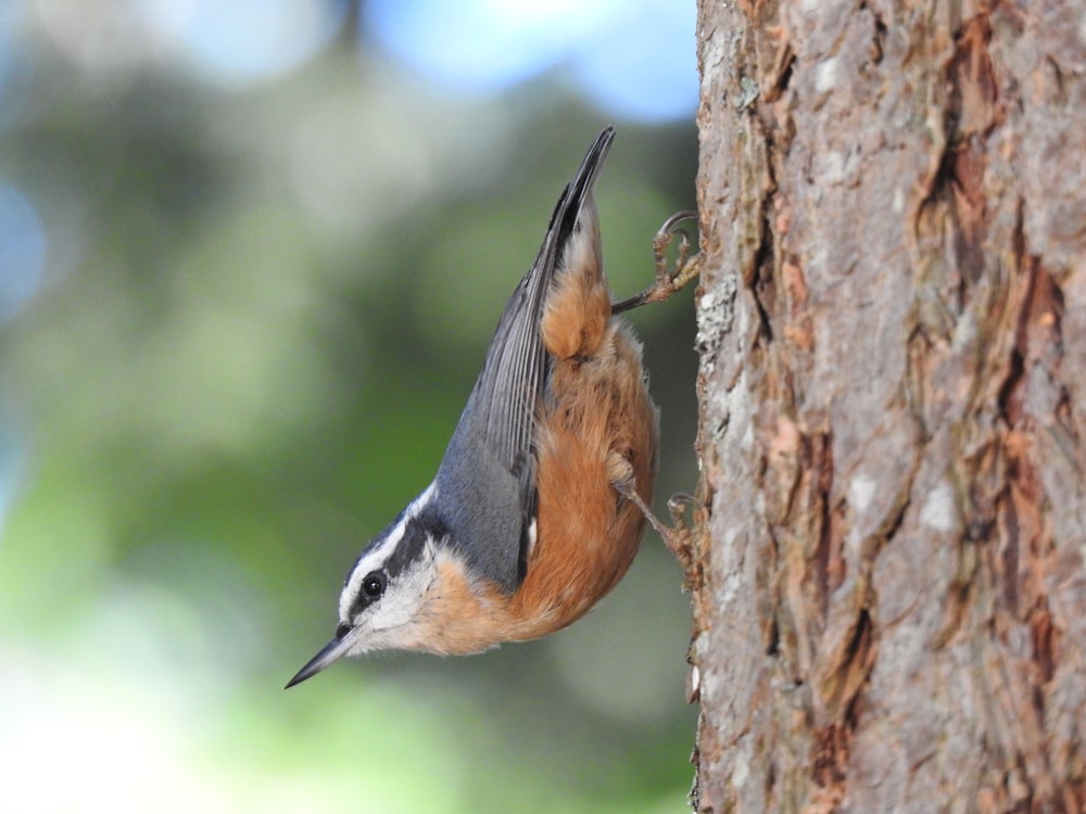 blue and brown bird on brown tree branch during daytime