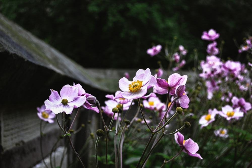 purple flowers in tilt shift lens