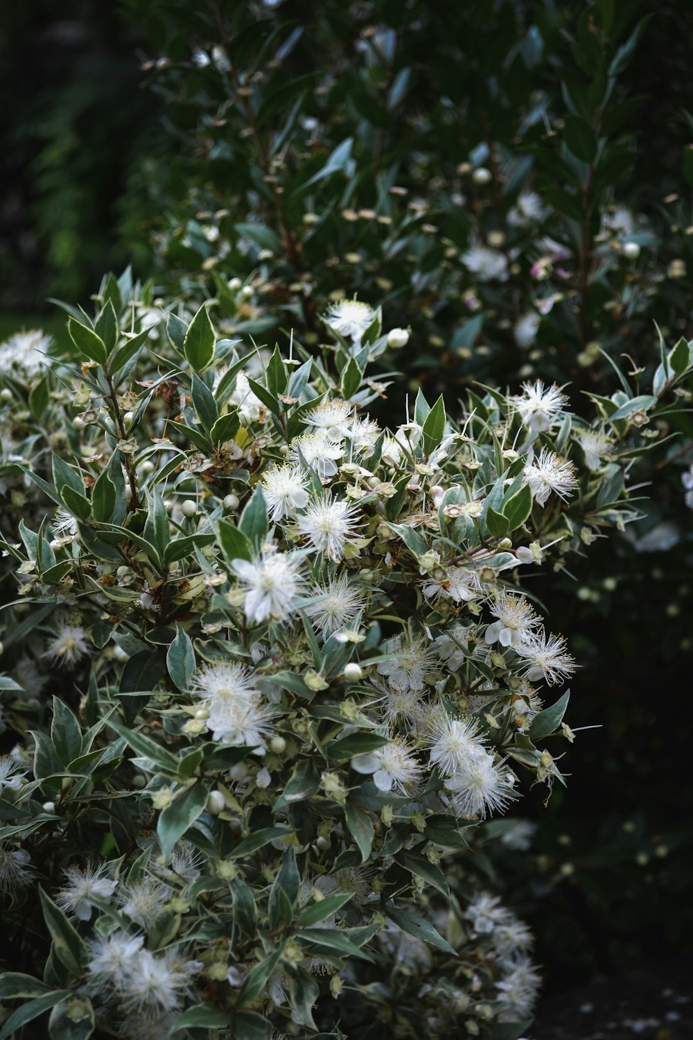 weiße Blüten mit grünen Blättern