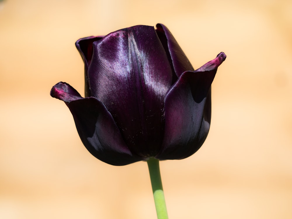 capullo de flor púrpura en fotografía de primer plano