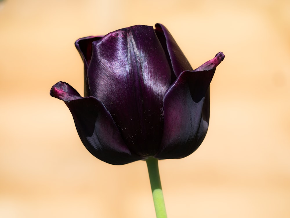 Black Tulip Pictures Download Free Images On Unsplash