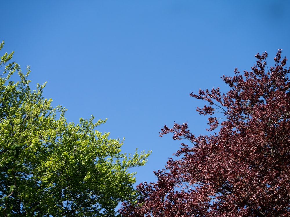 green tree under blue sky during daytime