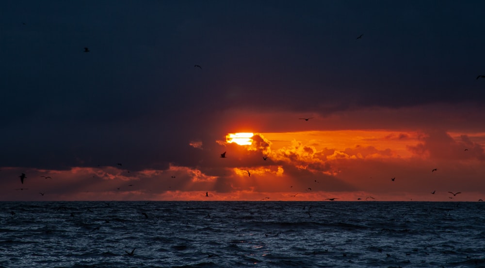 birds flying over the sea during sunset