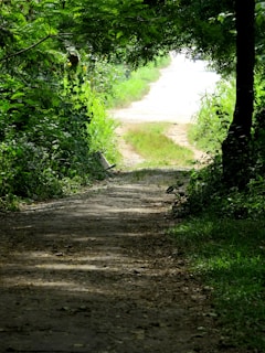 green grass and trees near river during daytime