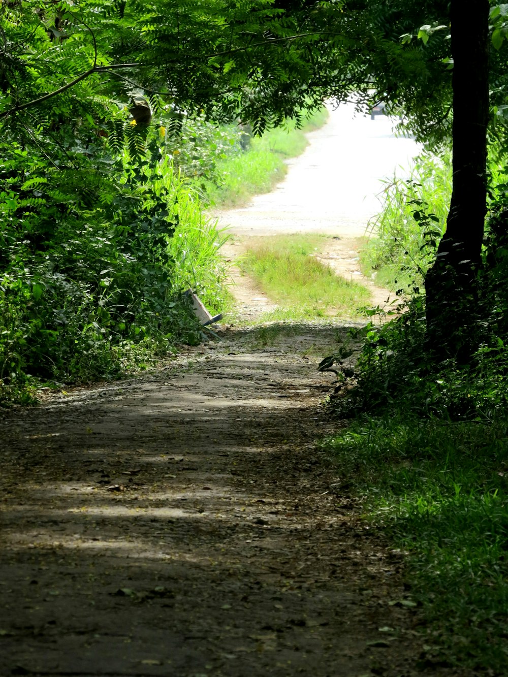 green grass and trees near river during daytime