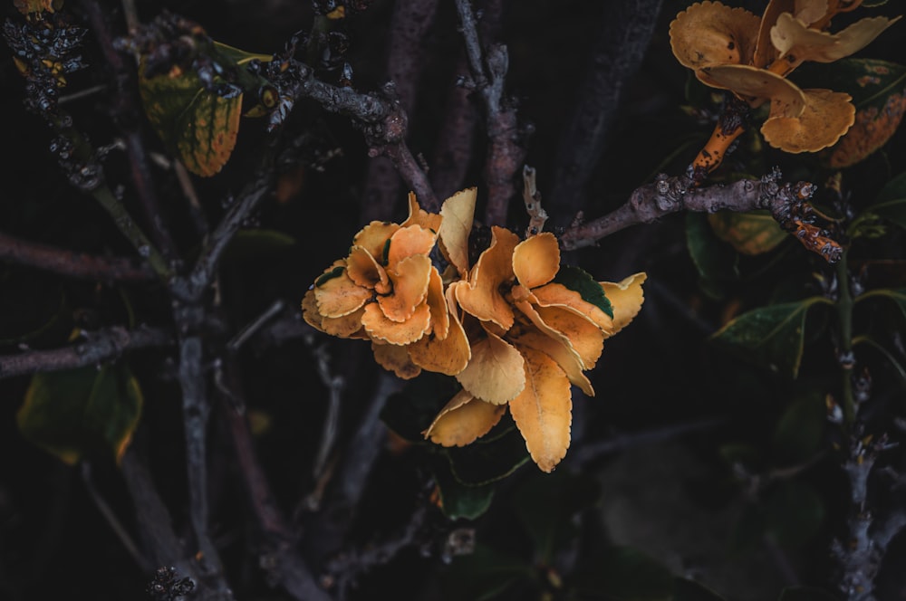 yellow flower on brown tree branch