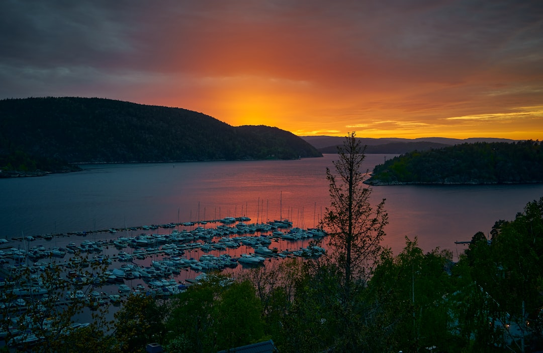 green trees near body of water during sunset