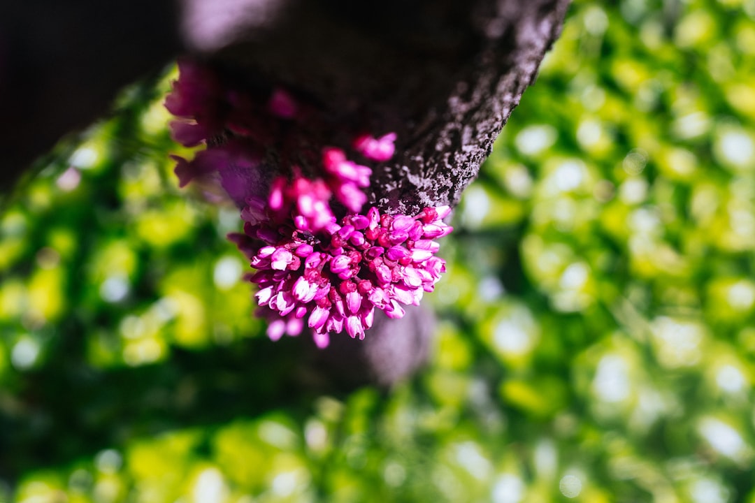 pink flower in tilt shift lens