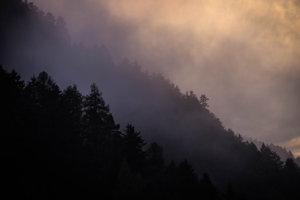 green trees under orange sky