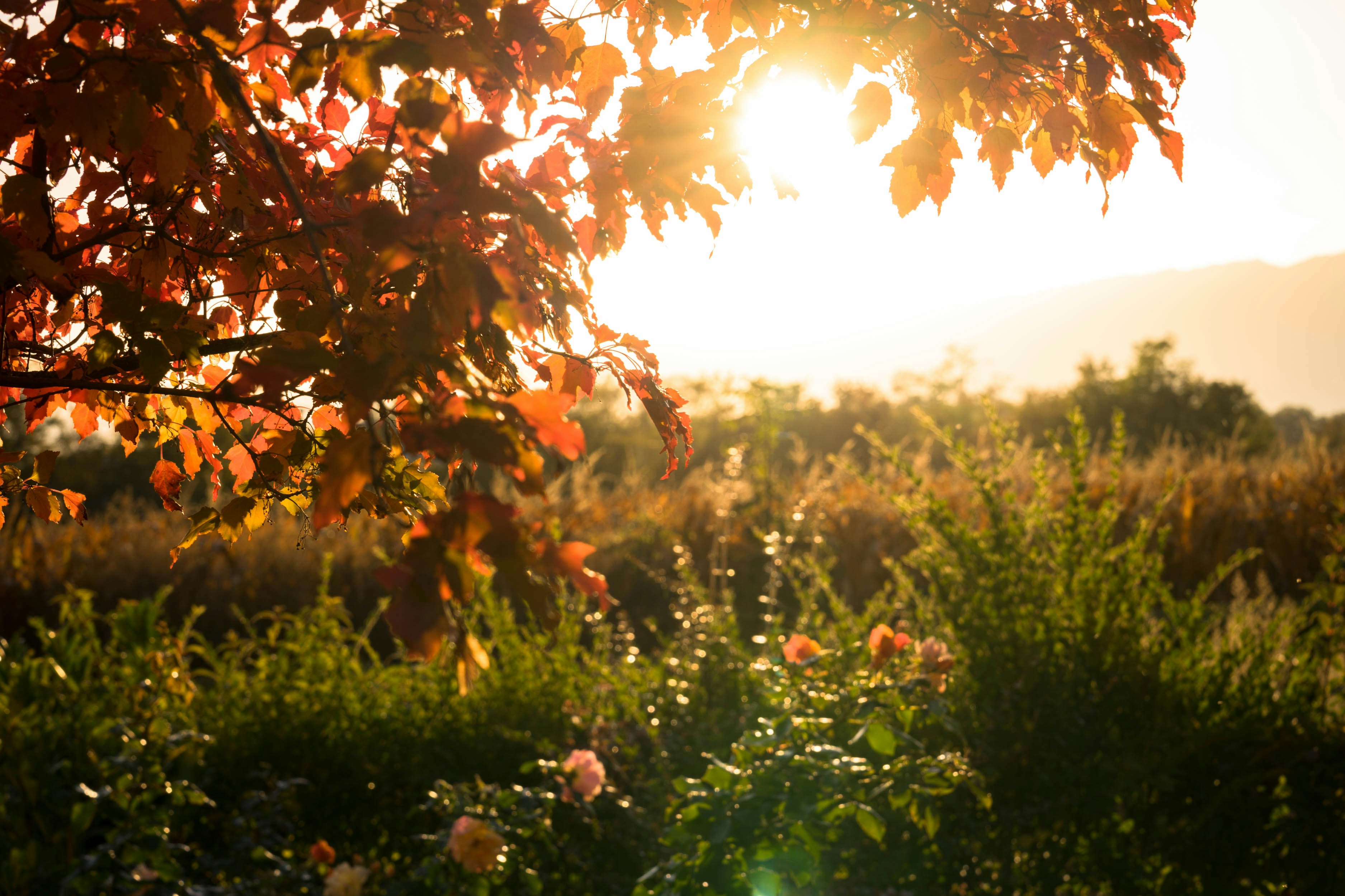 Photo by kbendakhlia