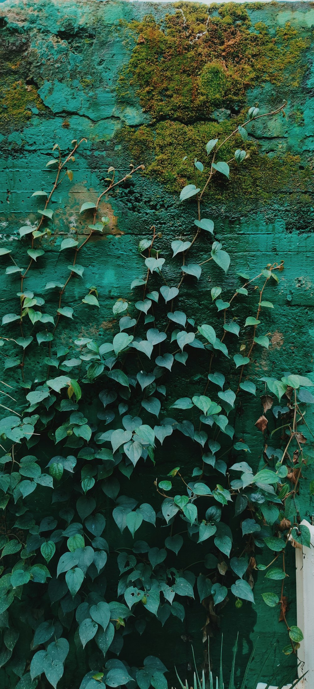 green leaves on brown wooden floor