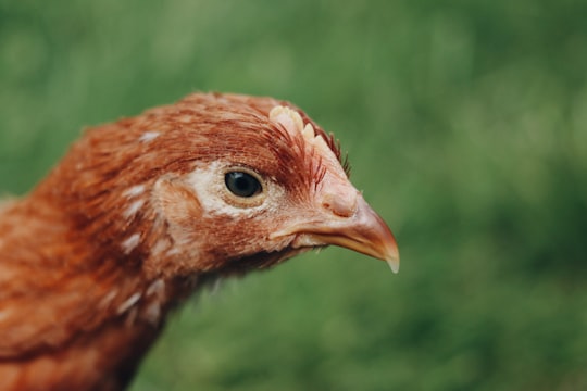 brown and white chick in tilt shift lens in Connecticut United States